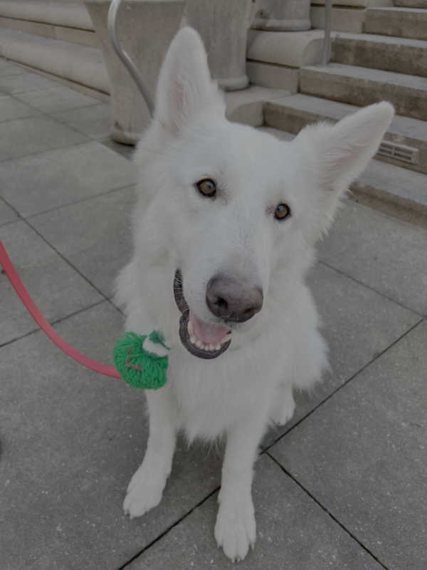 White Swiss Shepherd Grinning