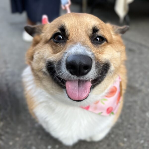 Happy Pembroke Welsh Corgi Looking Approximately Spherical