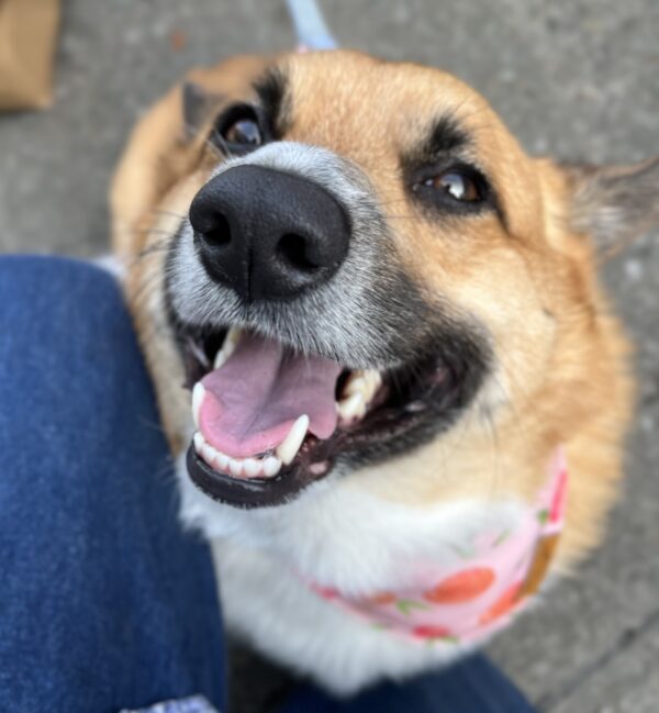 Pembroke Welsh Corgi With Extremely Happy Face Staring Into Camera