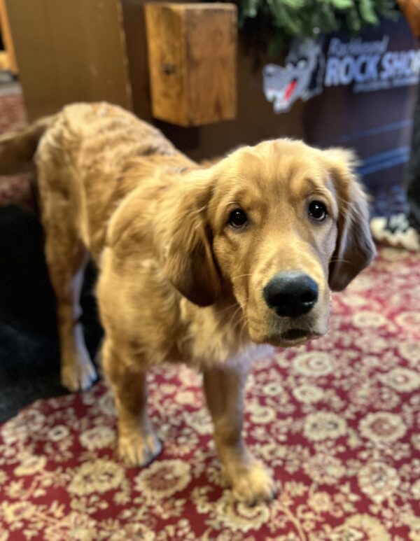 Golden Retriever Puppy Looking Sad