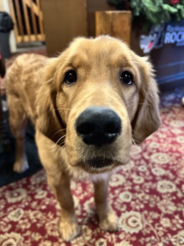 Golden Retriever Puppy Looking Very Sad