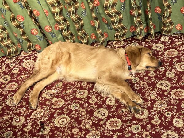 Golden Retriever Sleeping On His Side On A Carpet