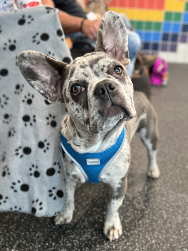 Blue Merle French Bulldog Puppy Tilting His Head