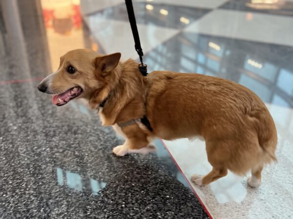 Pembroke Welsh Corgi Looking Worried