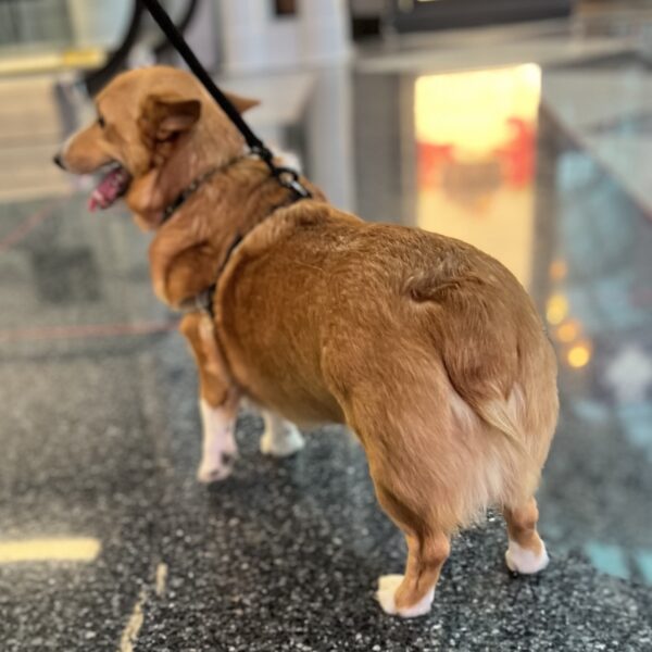 Pembroke Welsh Corgi Butt With Long Tail Stub