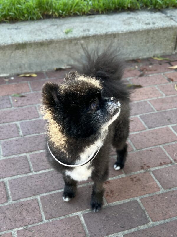 Black And White Pomeranian