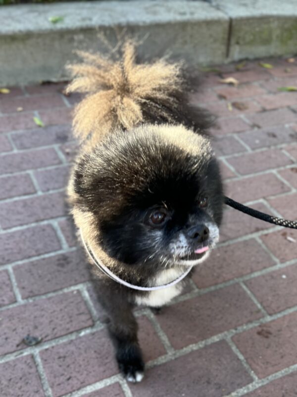 Black And White Pomeranian Sticking Out His Tongue