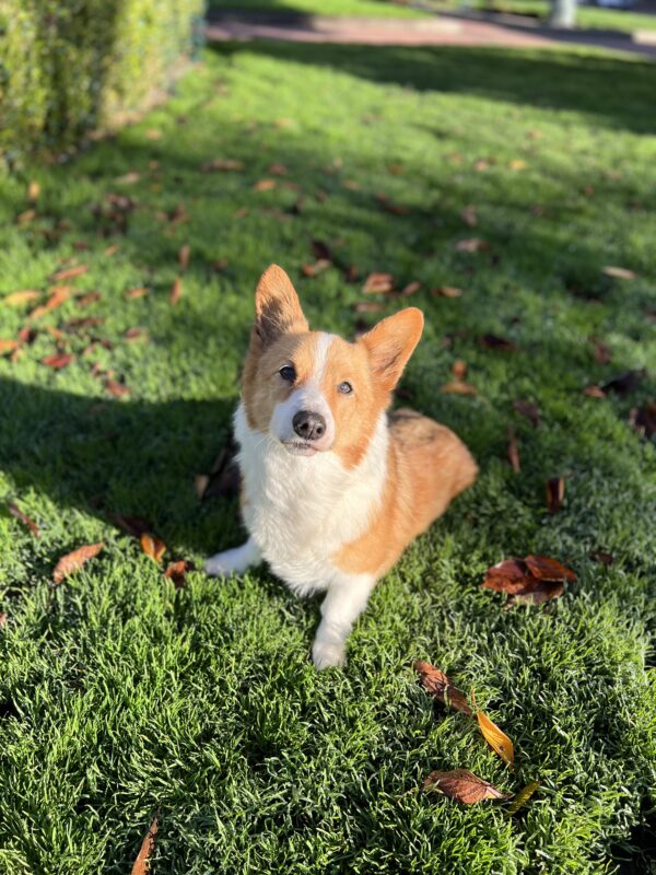 Red And White Pembroke Welsh Corgi On Green Grass