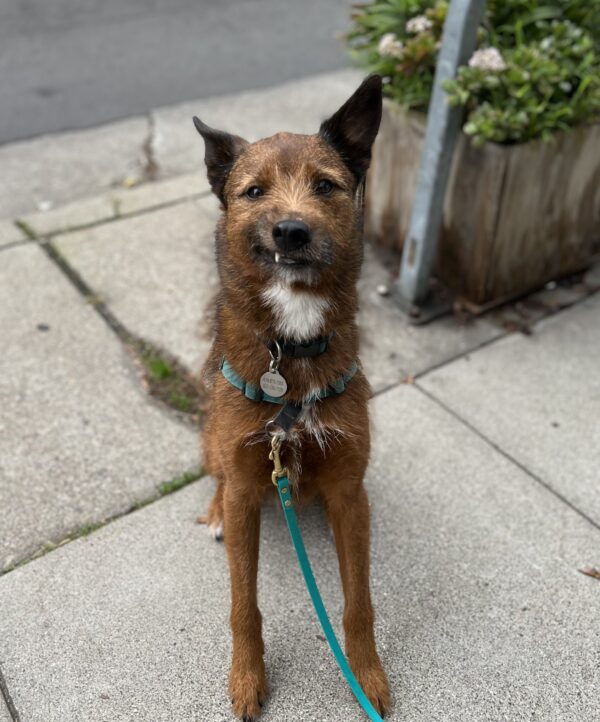 Belgian Malinois Wire Haired Terrier Mix Grinning And Showing A Fang