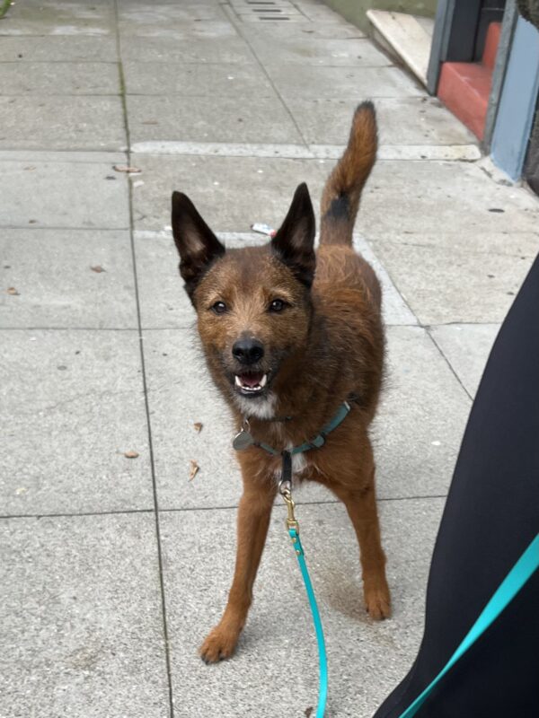 Belgian Malinois Wire Haired Terrier Mix