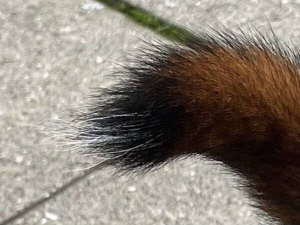 Dog Tail With Tiny White Poof On The End