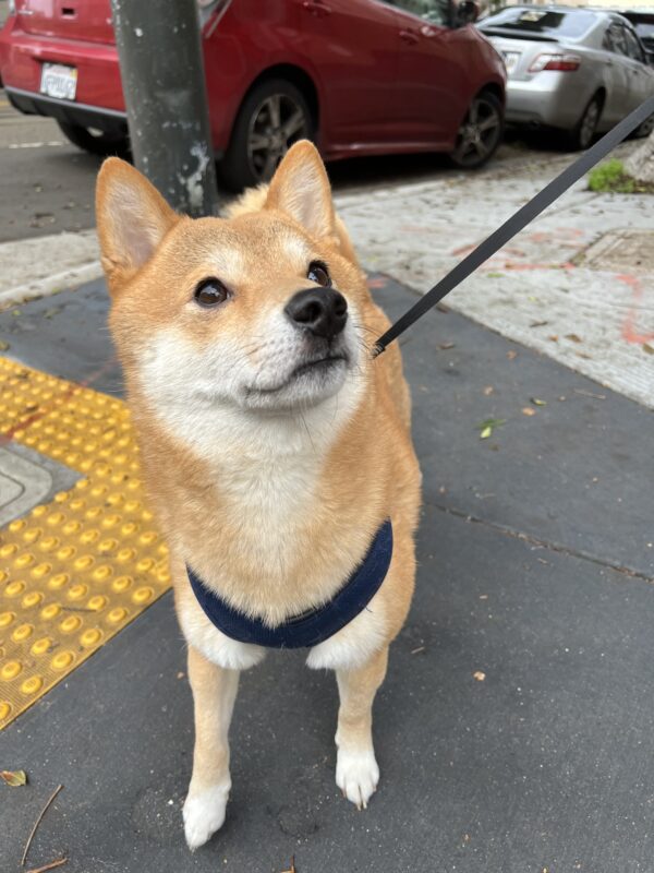 Shiba Inu Looking Dubious