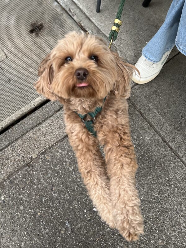 Cavalier King Charles Spaniel Poodle Mix Sticking Out Her Tongue