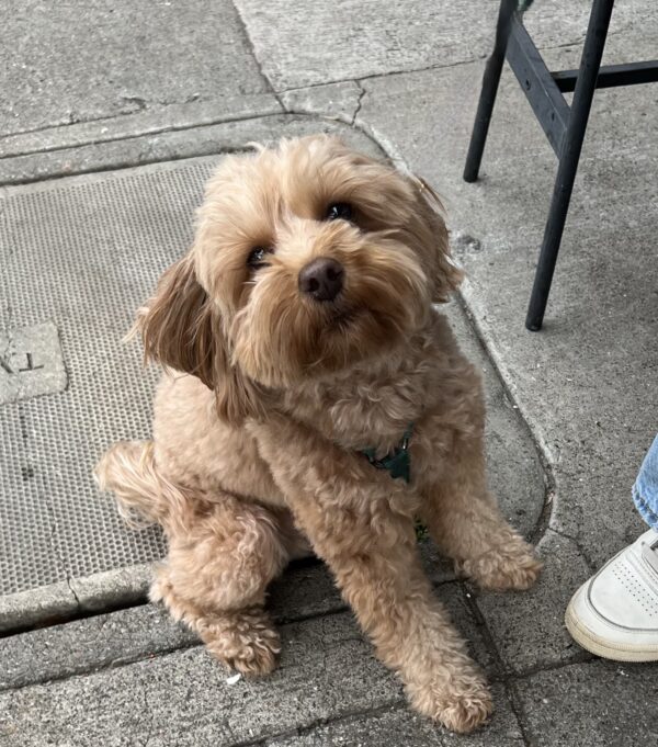 Cavalier King Charles Spaniel Poodle Mix