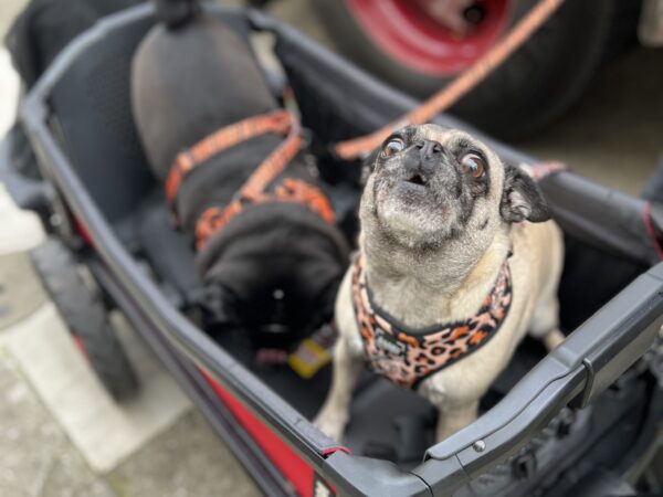 Incredibly Derpy Pug In A Cart