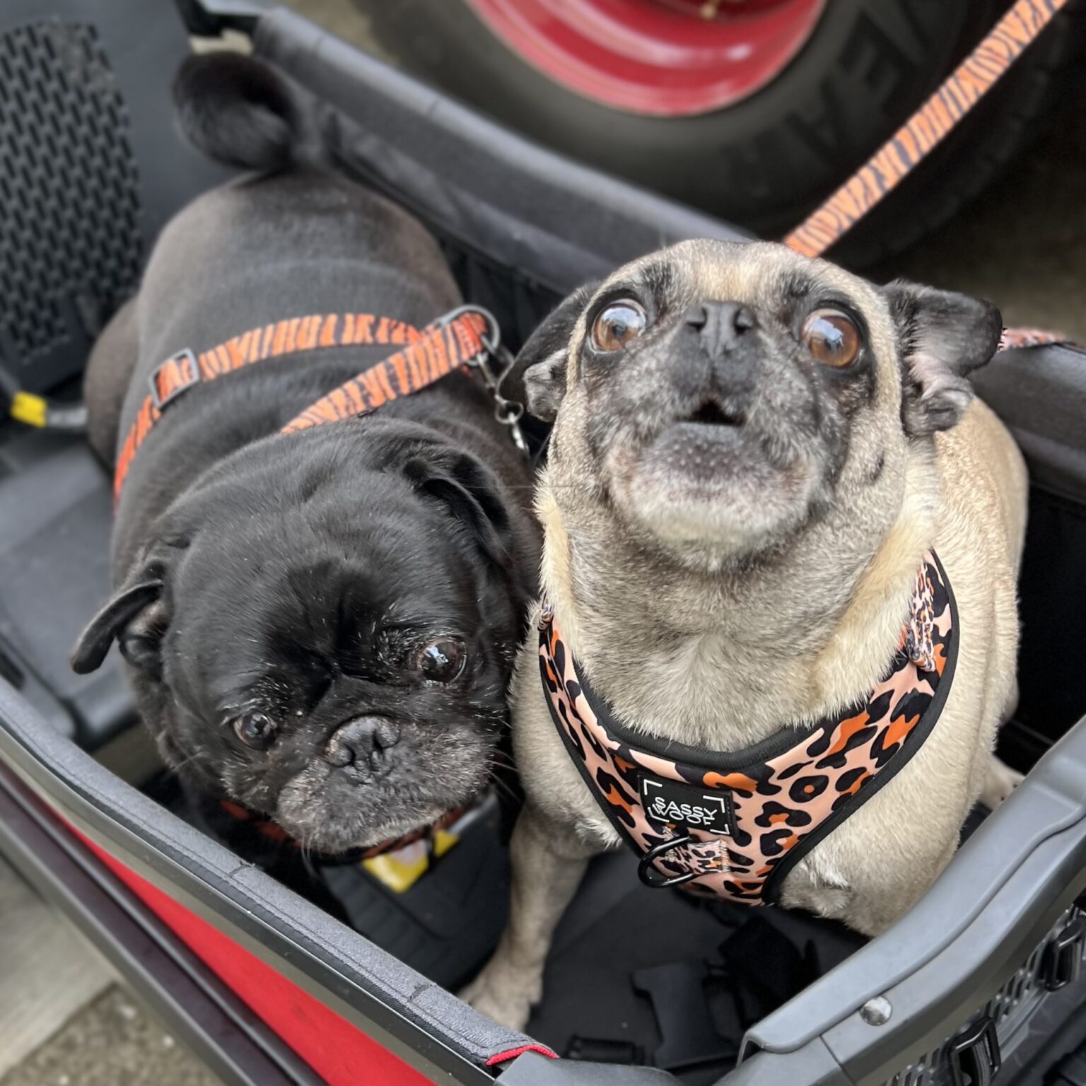 Two Pugs In A Cart Looking Derpy