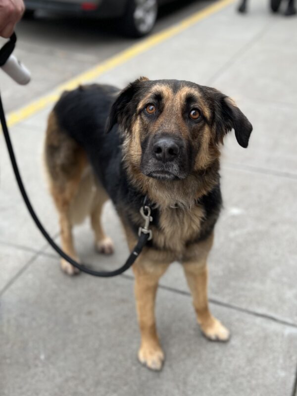 Golden Retriever German Shepherd Mix Looking Sad