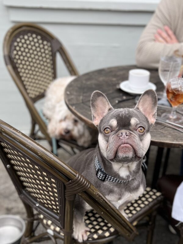 French Bulldog Sitting At A Restaurant Table