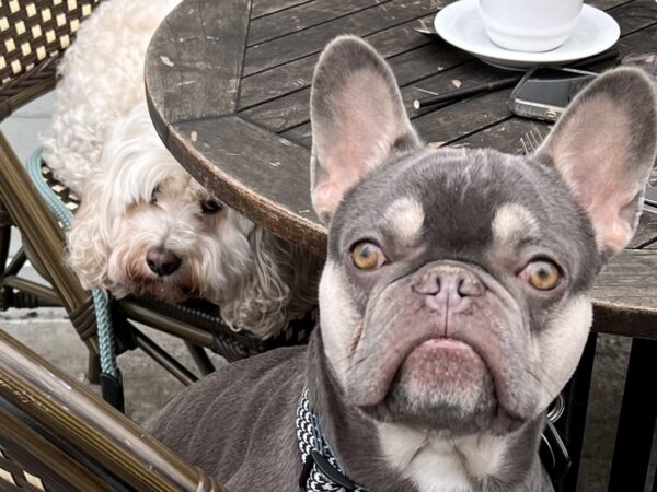 French Bulldog And Cockapoo Sitting At Restaurant Table