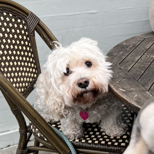 Cockapoo Sitting On A Retaurant Chair