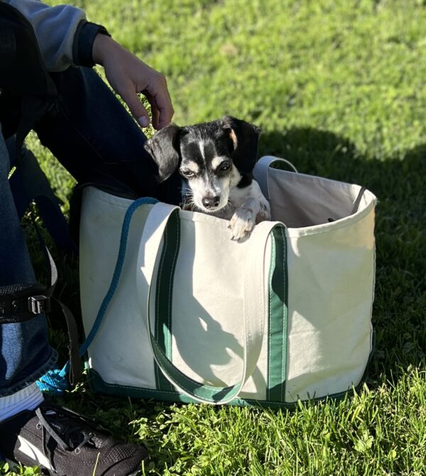 Small Mixed Breed Terrier In A Shopping Bag