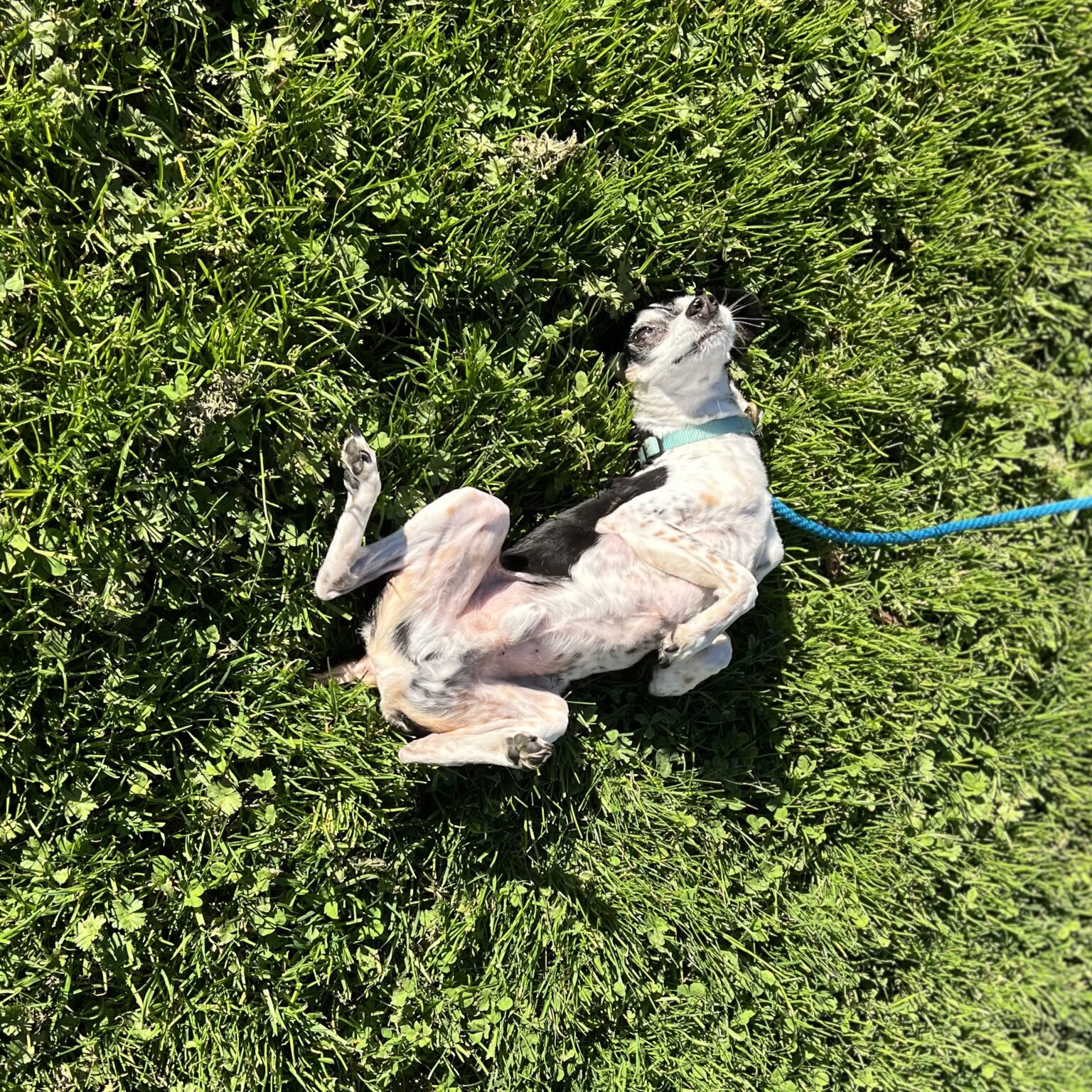 Small Mixed Breed Terrier Rolling In The Grass