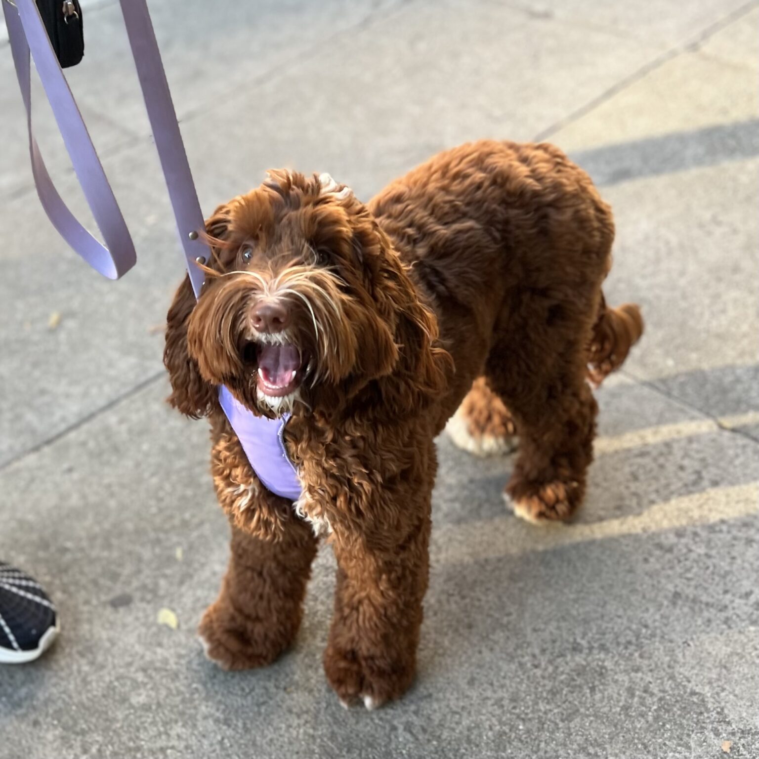 Australian Labradoodle With Her Mouth Open