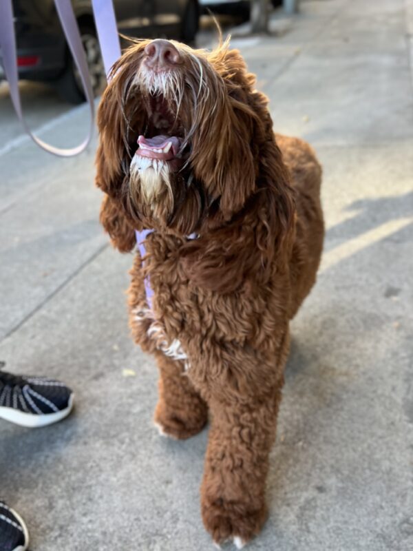 Australian Labradoodle Howling