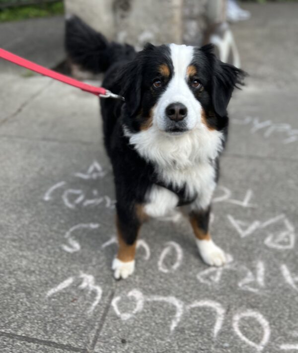 Bernadoodle Puppy That Looks Like A Bernese Mountain Dog