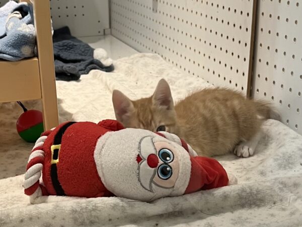 Marmalade Tiger Kitten Trying To Hide Behind A Santa Doll