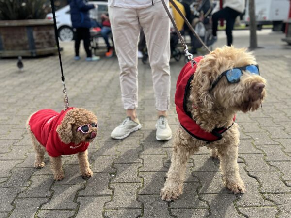 A Miniature Poodle And A Labradoodle, Both Wearing Sunglasses And Red Vests