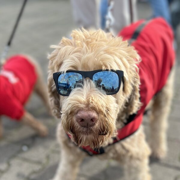 Goldendoodle Wearing Mirrored Sunglasses