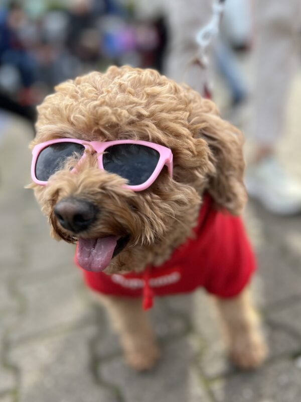 Poodle Wearing Sunglasses And Sticking Out His Tongue