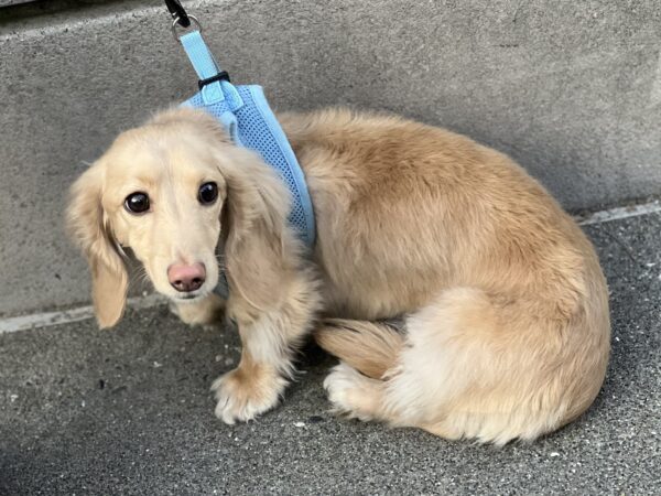 Long-Haired Miniature Dachshund With Golden Retriever Coloration