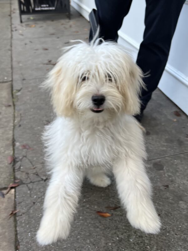 Maltie Poo Standing On Hind Legs