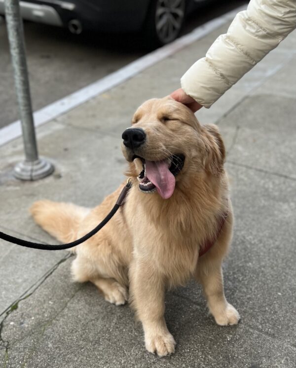 Golden Retriever Looking Very Happy