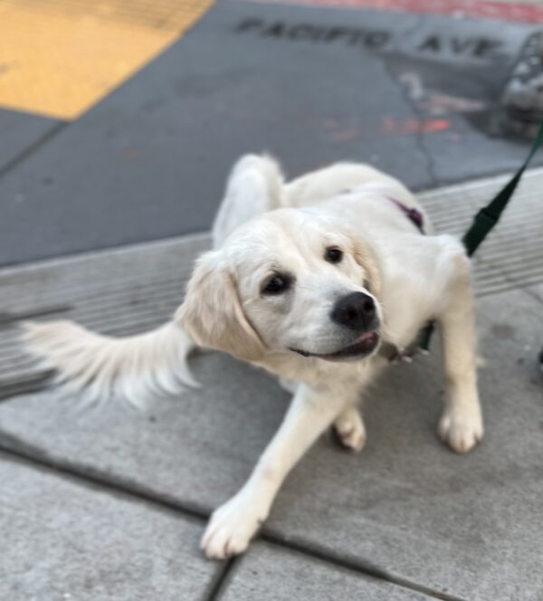 English Cream Golden Retriever Puppy Scratching Herself