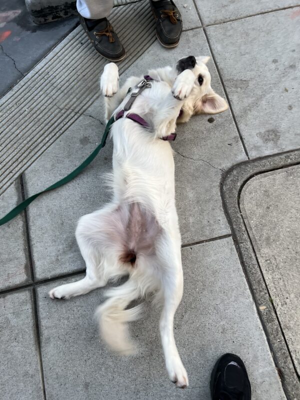 English Cream Golden Retriever Lying On Her Back On The Sidewalk