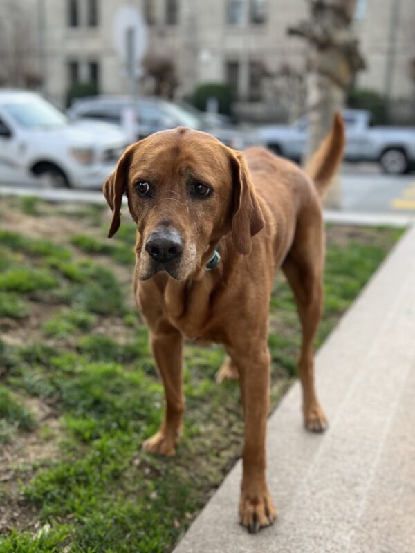 Red Labrador Retriever Hound Mix Looking Sad