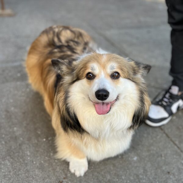 Fluffy Pembroke Welsh Corgi Grinning With Her Ears Folded Back