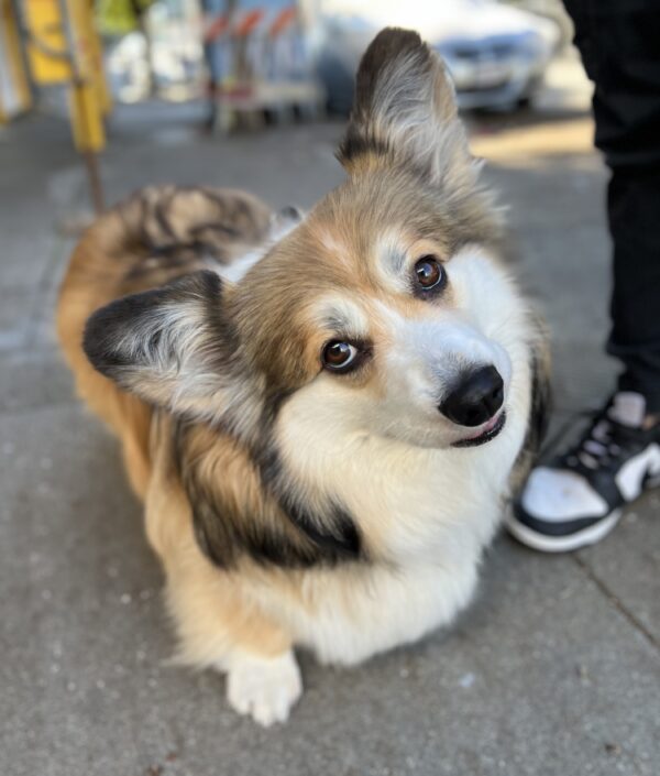 Fluffy Pembroke Welsh Corgi Tilting Her Head To One Side