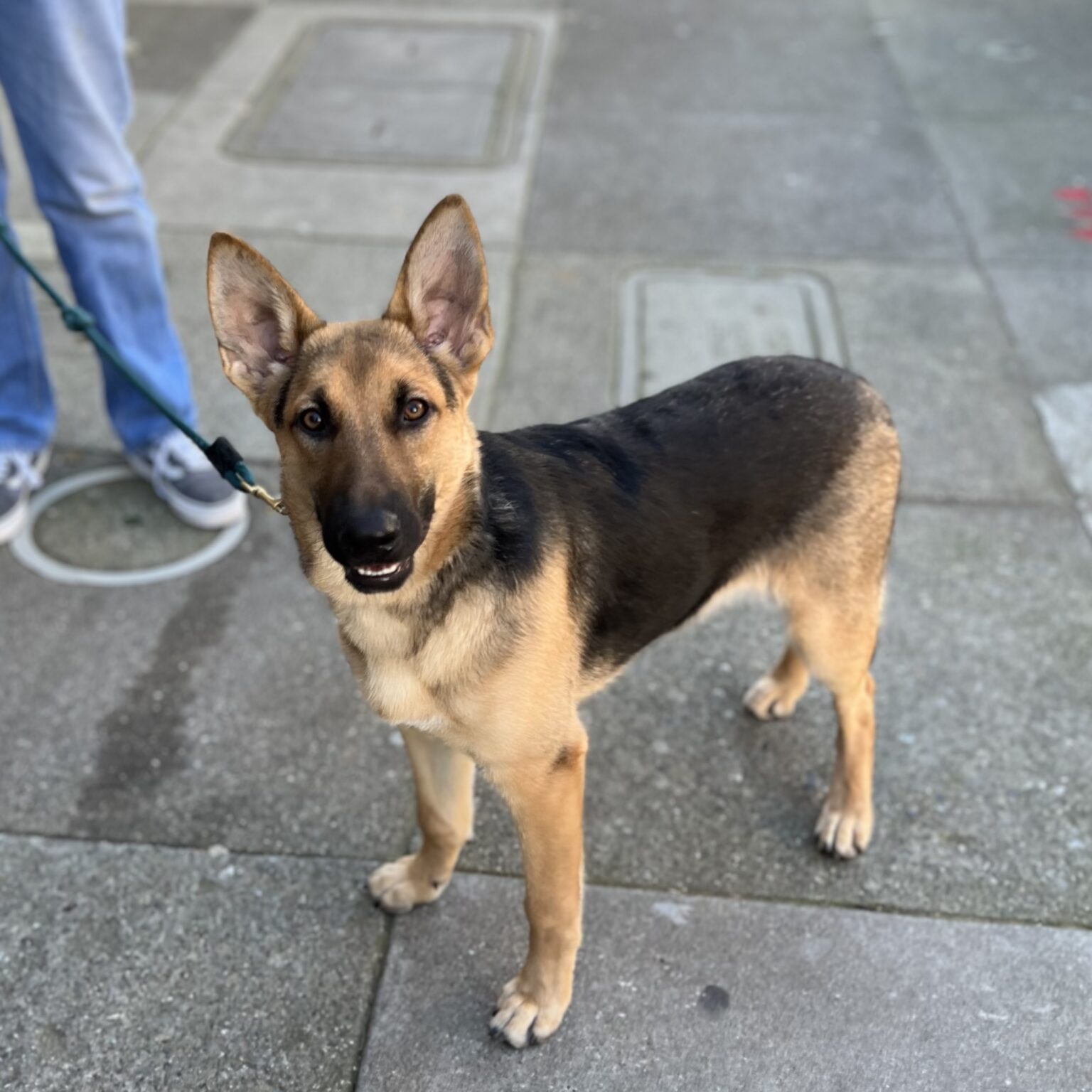 German Shepherd Puppy Grinning