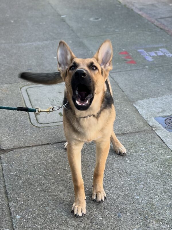 Vicious-Looking German Shepherd Puppy