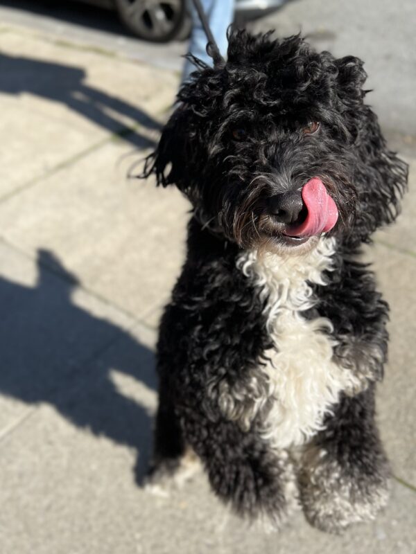 Bernadoodle Standing On His Hind Legs And Licking His Nose