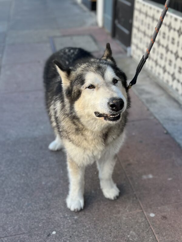 Malamute