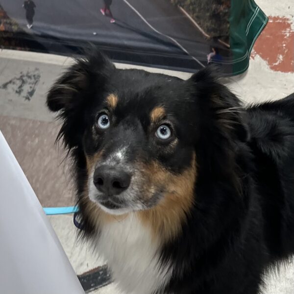 Tricolor Australian Shepherd With Striking Blue Eyes