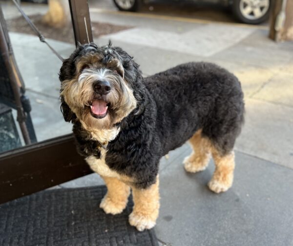 Bernadoodle Tied Up In Front Of A Shop