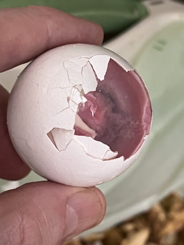 Purple Hard Boiled Egg