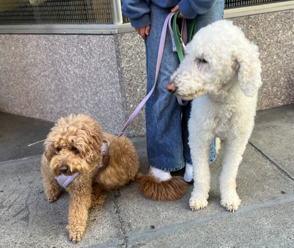 White Standard Poodle And Small Goldendoodle