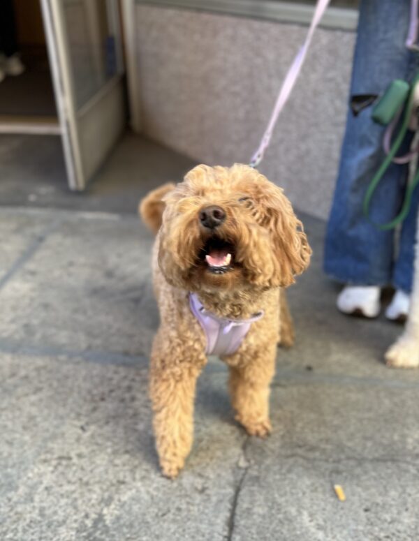 Small Goldendoodle Grinning